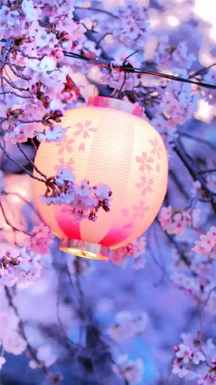 A pink lantern is hanging from a tree branch. - Cherry blossom