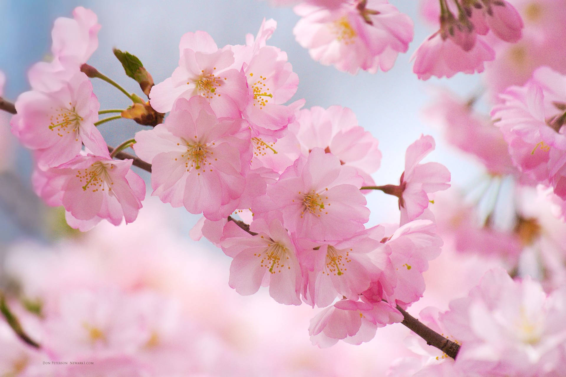 A close up of some pink flowers - Cherry blossom