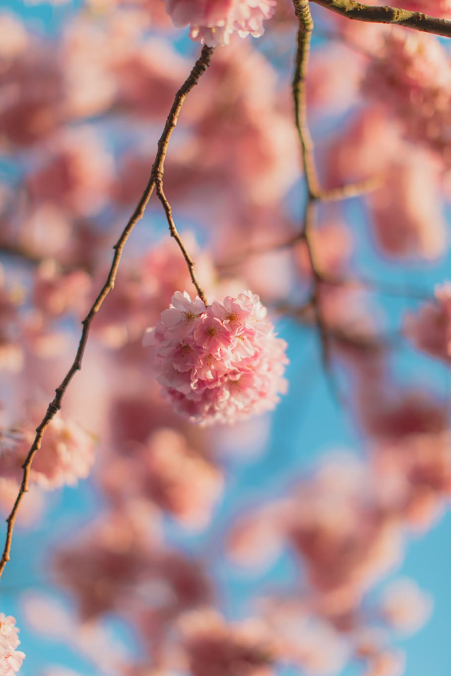 HD wallpaper: pink flower, plant, cherry blossom, sky, blue, spring, petal