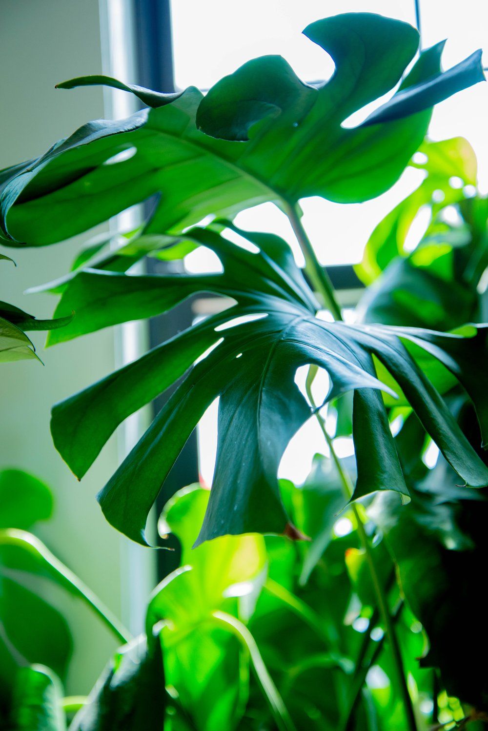 A Monstera deliciosa plant with large leaves. - Monstera
