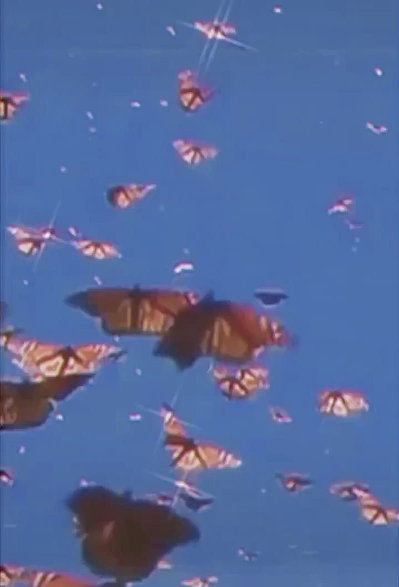 A flock of monarch butterflies flying in the sky - Calming