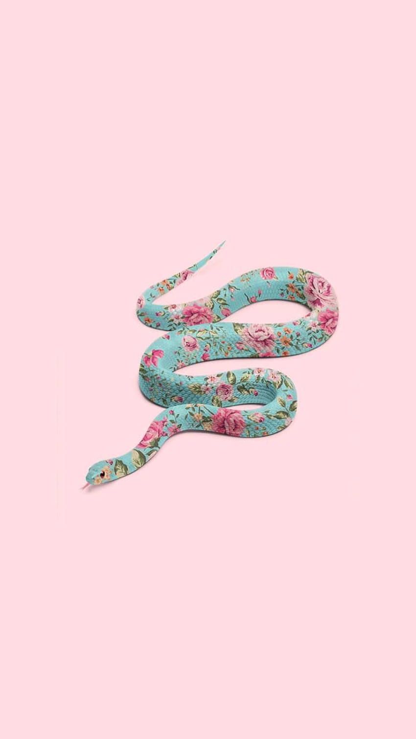 A snake wrapped up on a pink background - Snake