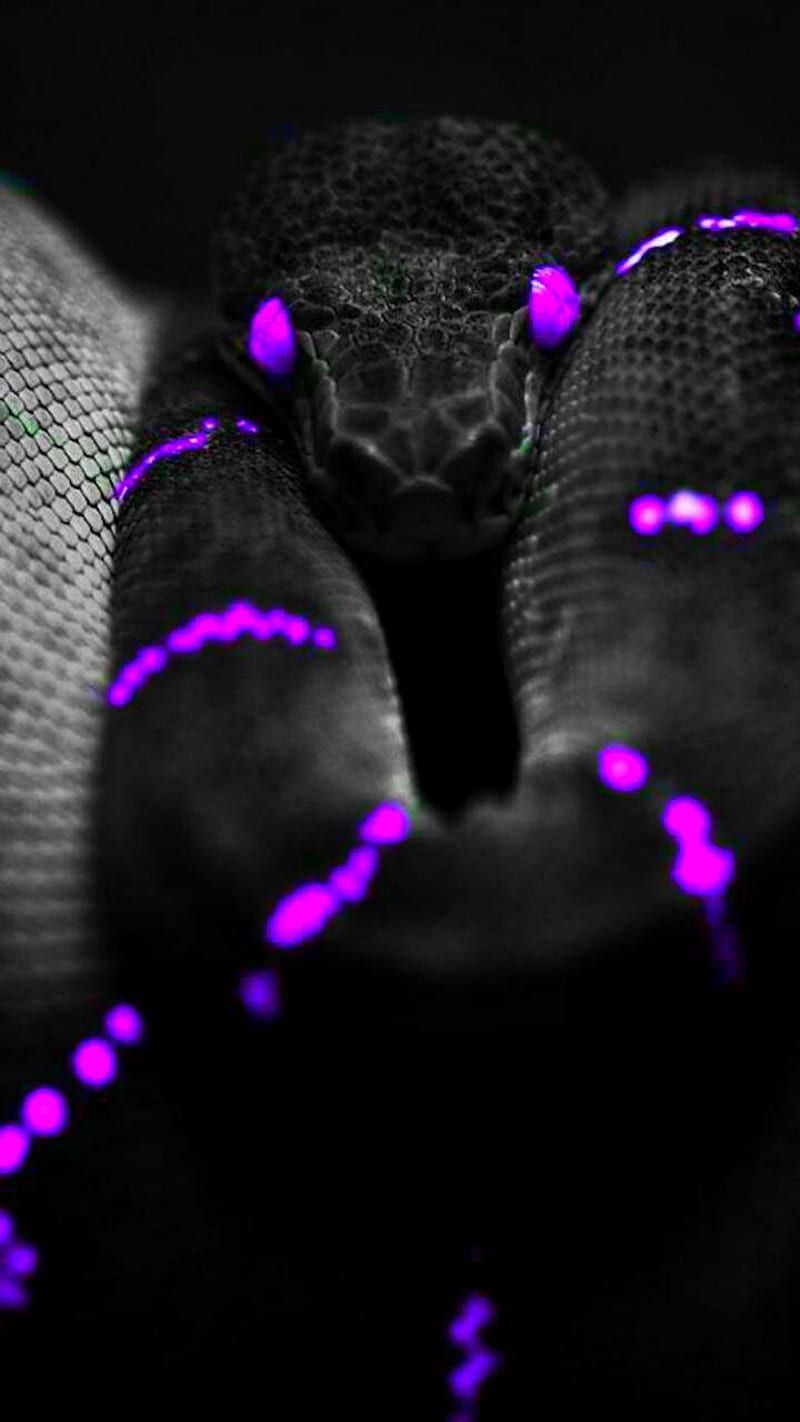 The boa constrictor is a large, non-venomous snake found in Central and South America. It is known for its ability to constrict its prey with its powerful muscles. - Neon purple, snake