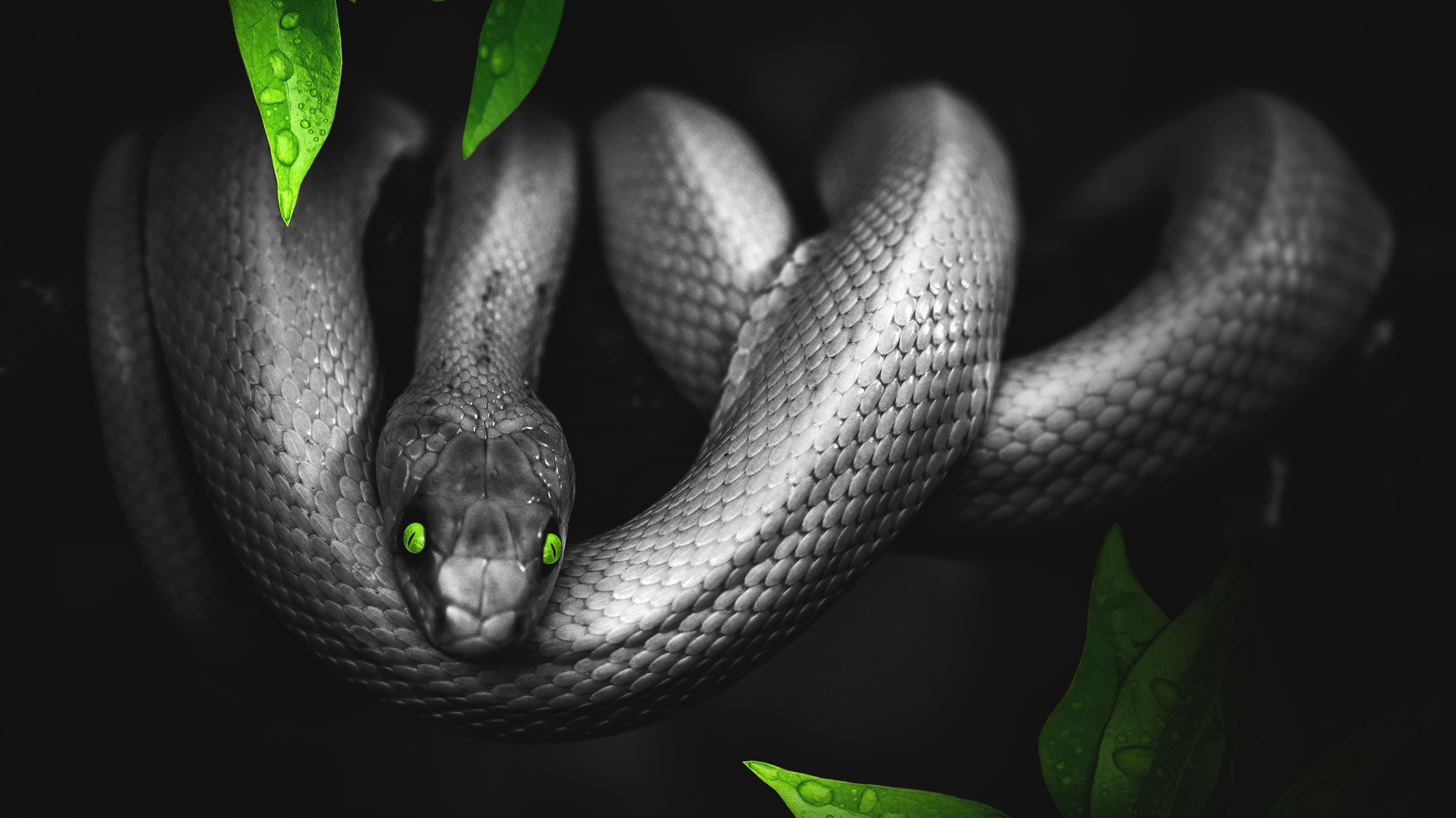 A black and white snake with green eyes - Snake