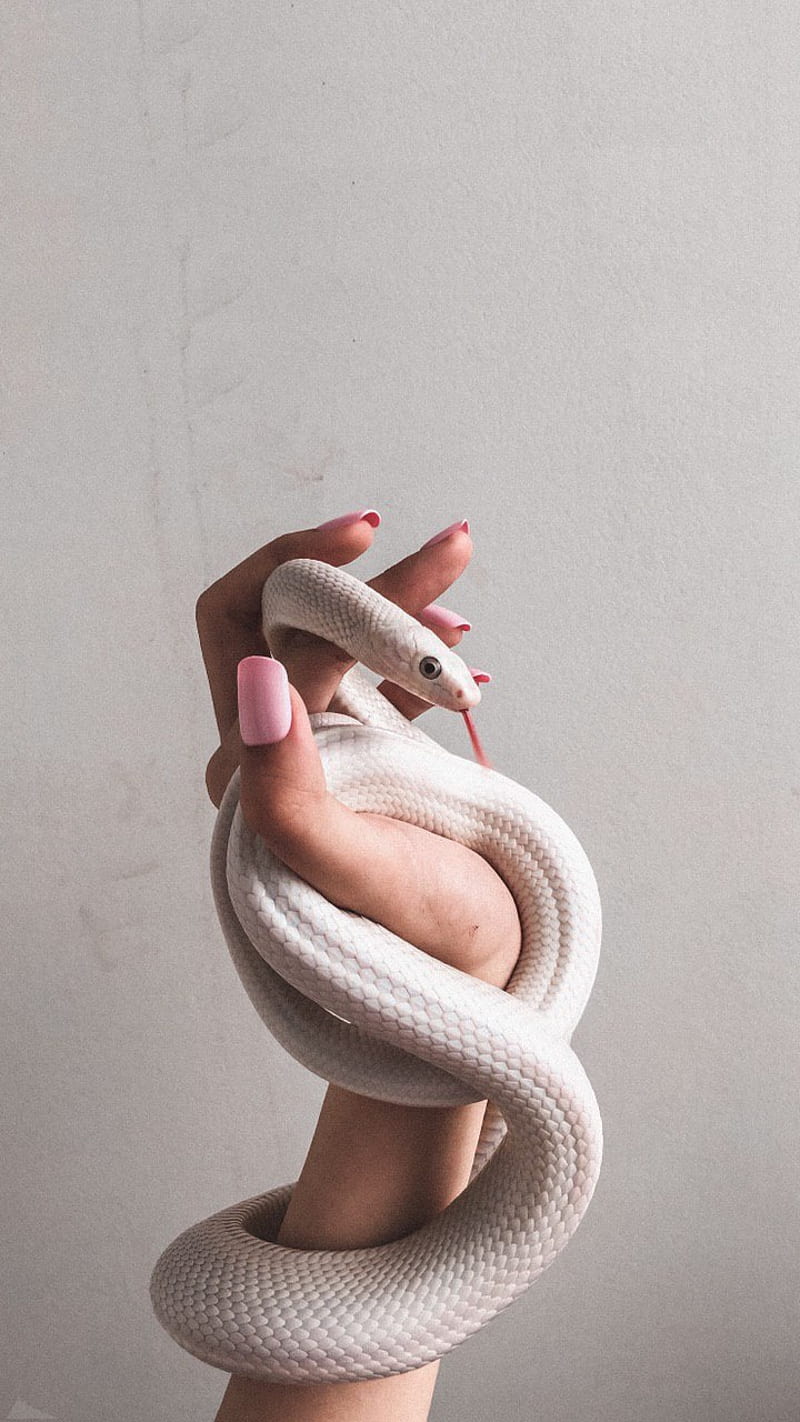 A person holding up an albino snake - Snake