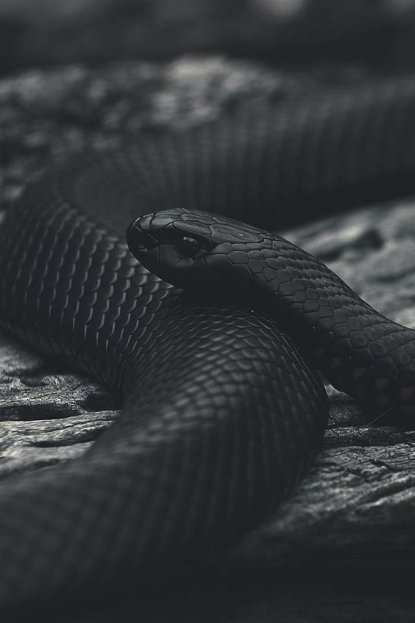 A black snake is laying on top of some wood - Snake