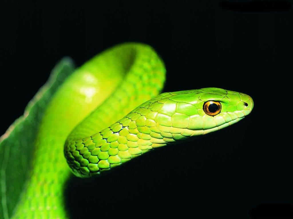 A green snake is sitting on top of some leaves - Snake