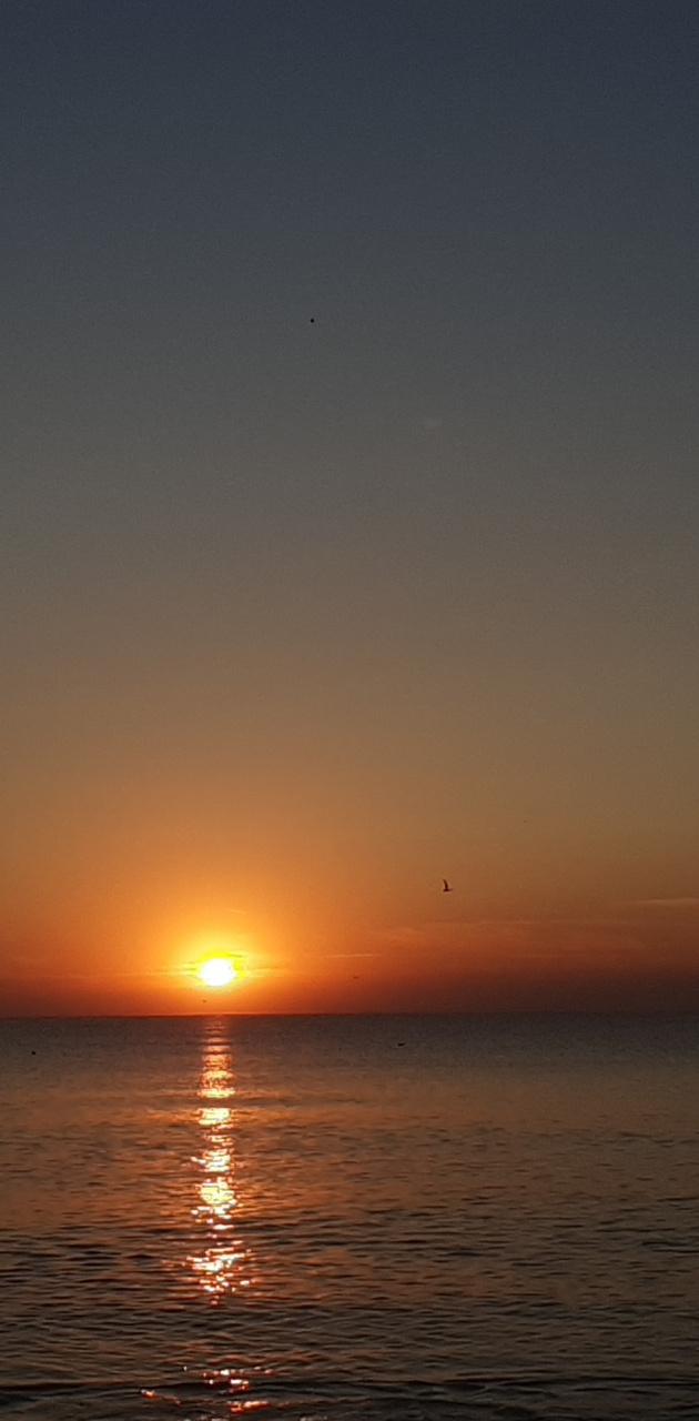 A sunset over the ocean with birds flying in front of it - Sunrise