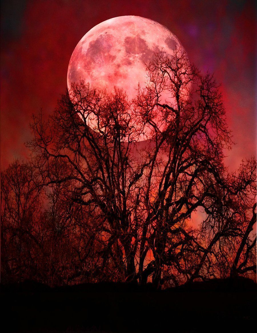 A red moon is rising over the trees - Vampire