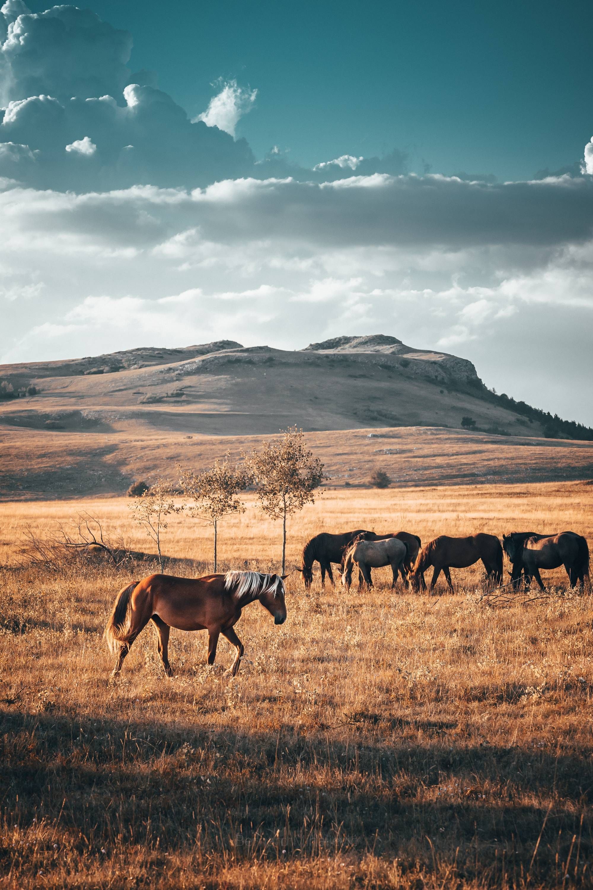 Horses graze in a field with a mountain in the background. - Western