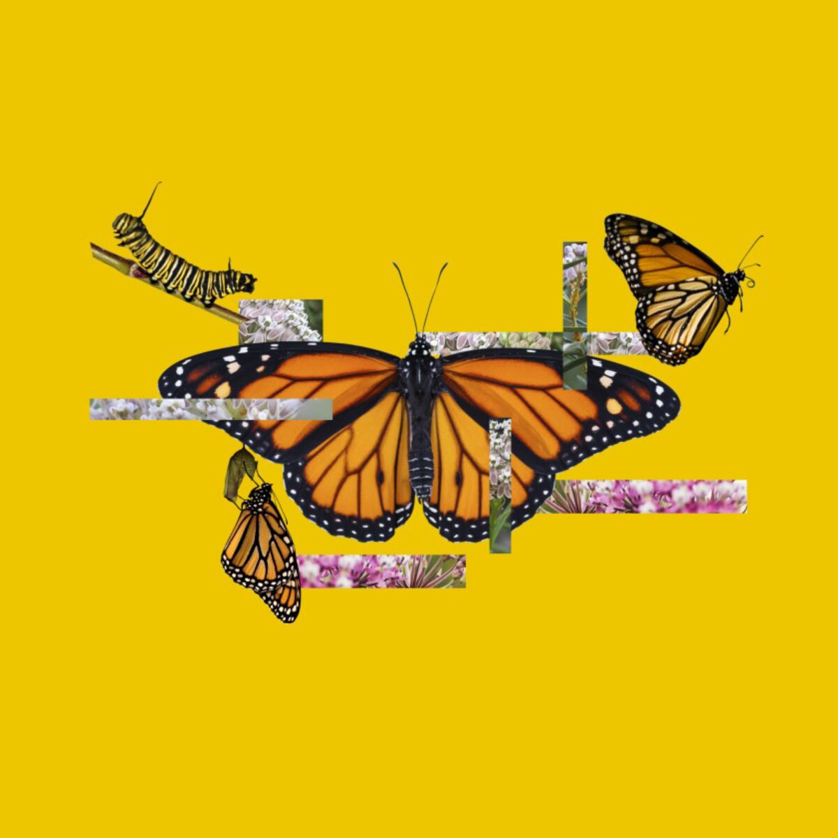 A collage of a monarch butterfly and caterpillar on a yellow background. - Western