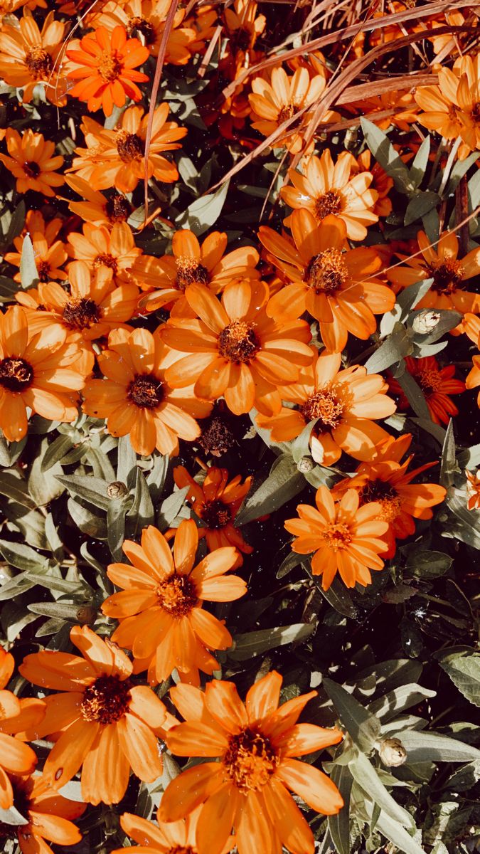 aesthetic orange flower wallpaper. iPhone wallpaper photography, Flower iphone wallpaper, Flower wallpaper