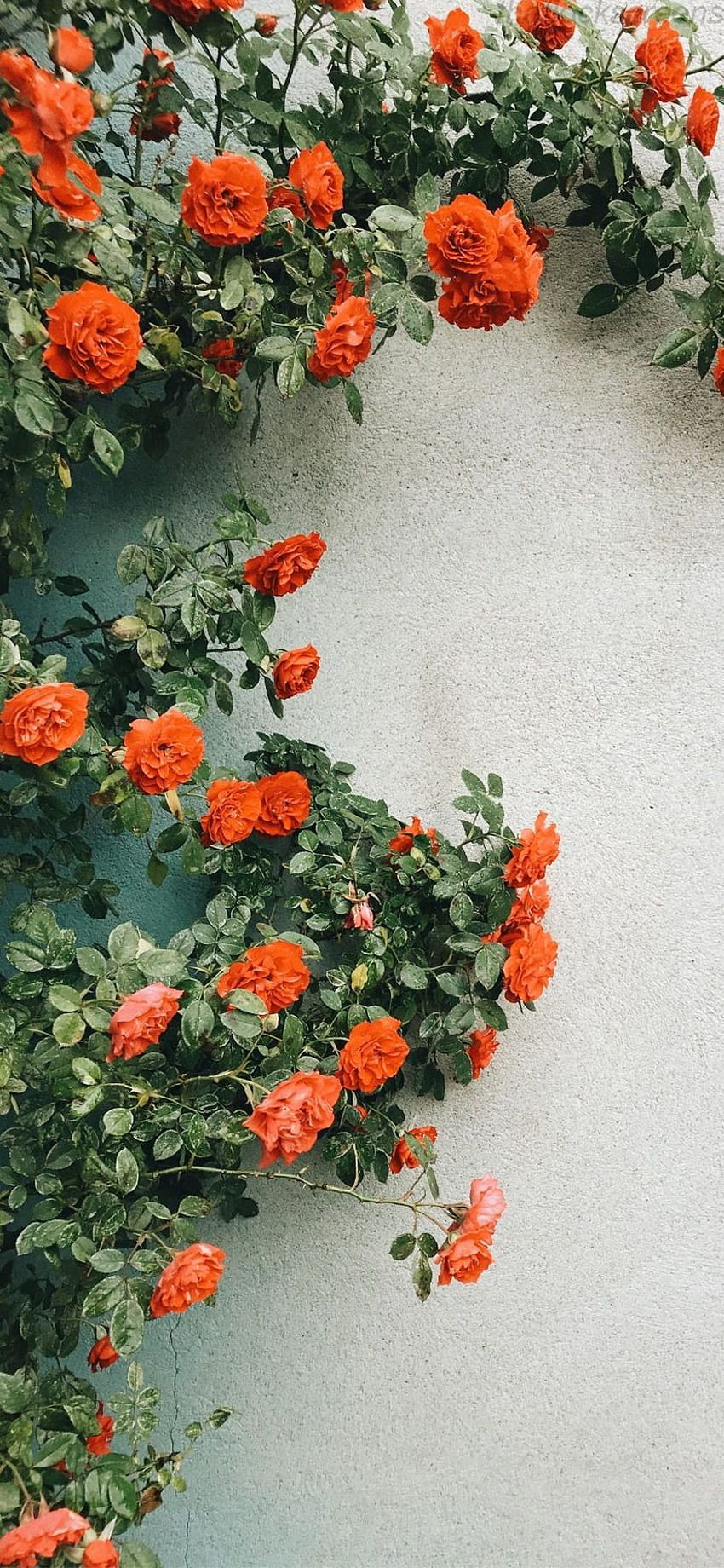 Tumblr. Flower, Orange flowers, Flower aesthetic, Orange Floral HD phone wallpaper