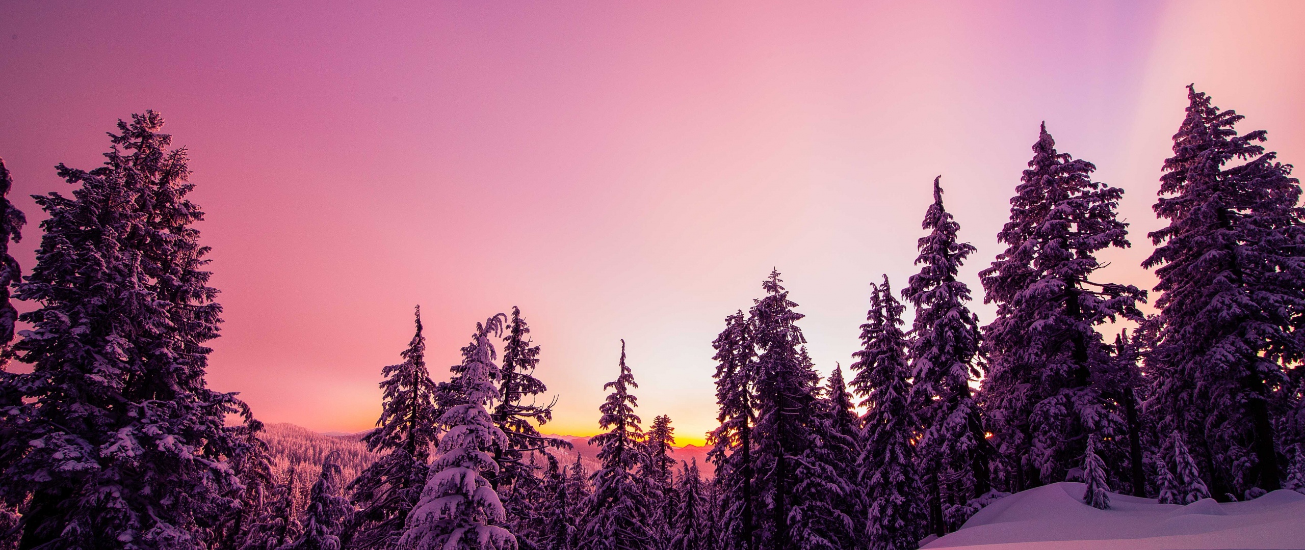 A pink and purple sunset over snow covered trees. - Winter