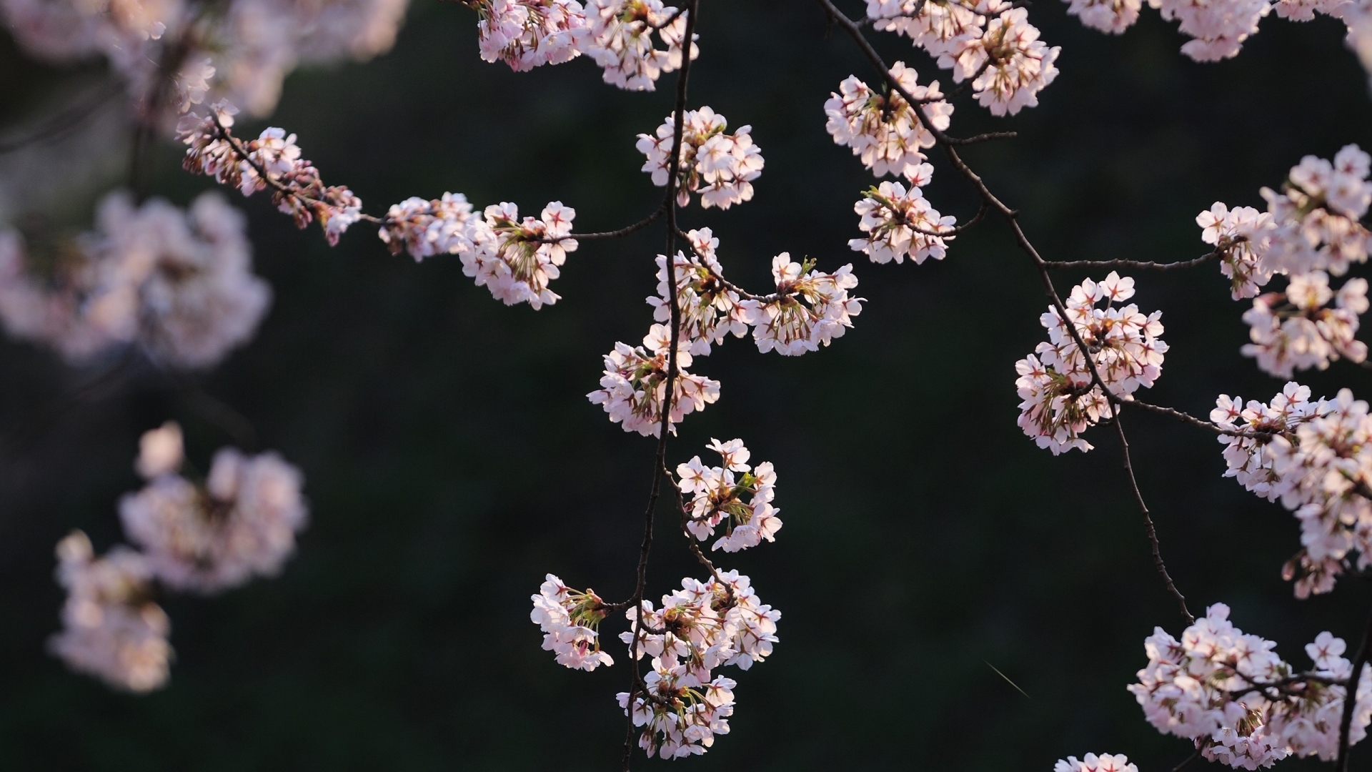 branch, spring, flowers 1080P Laptop Full HD Wallpaper, HD Nature 4K Wallpaper, Image, Photo and Background