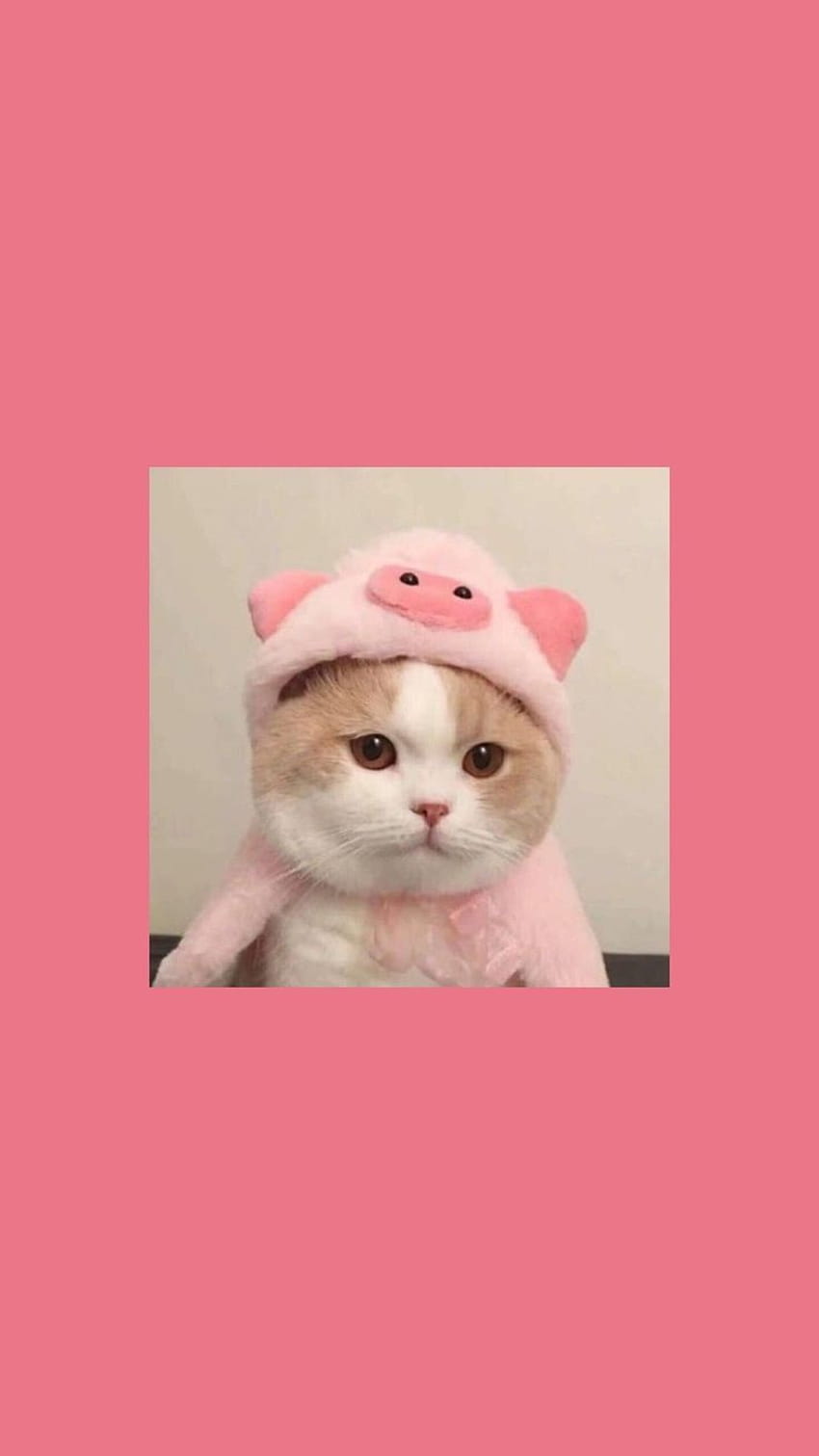 Cat in a pig costume - Cat