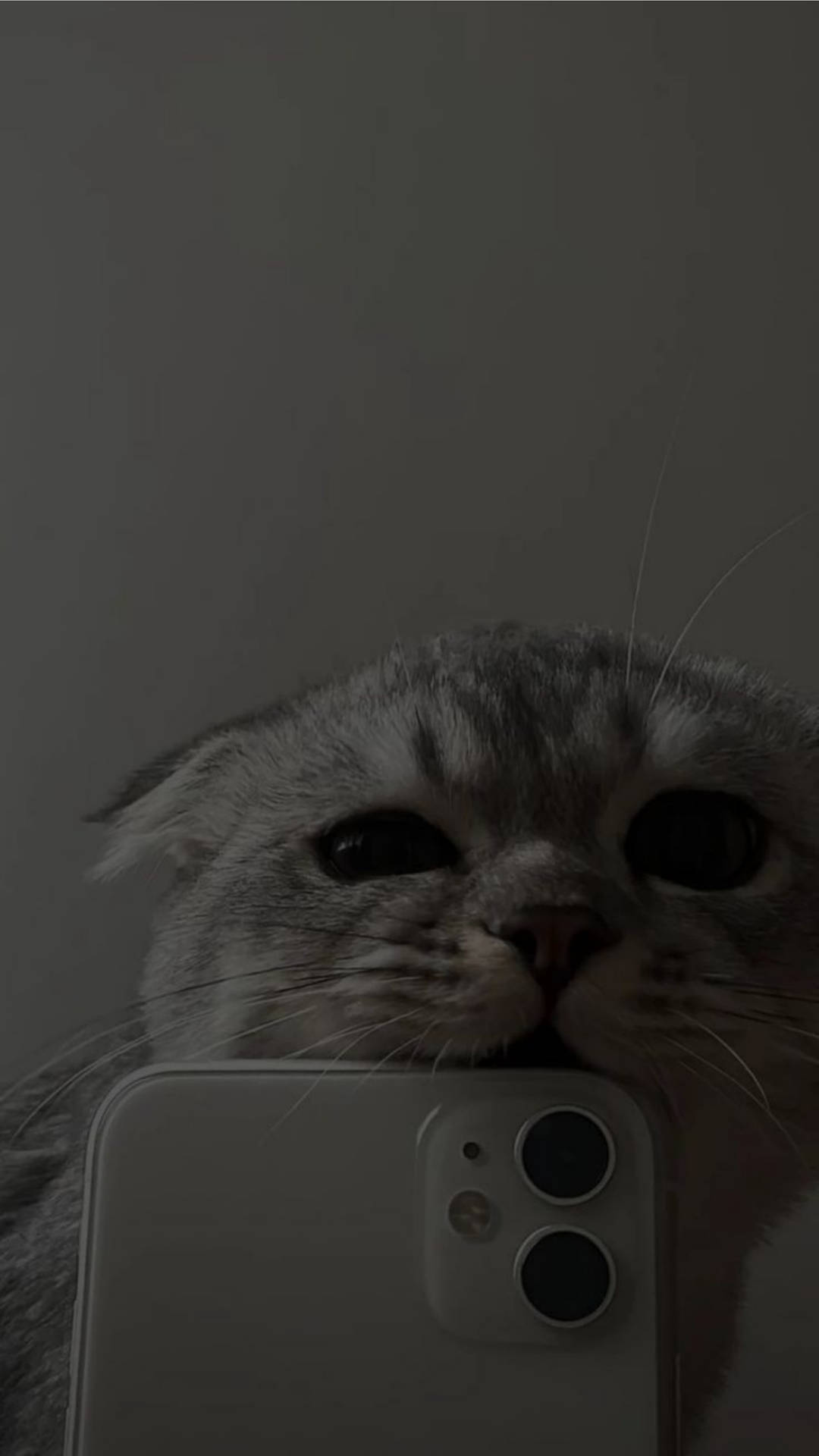 Download Cute Cat Aesthetic Biting iPhone 11 Wallpaper