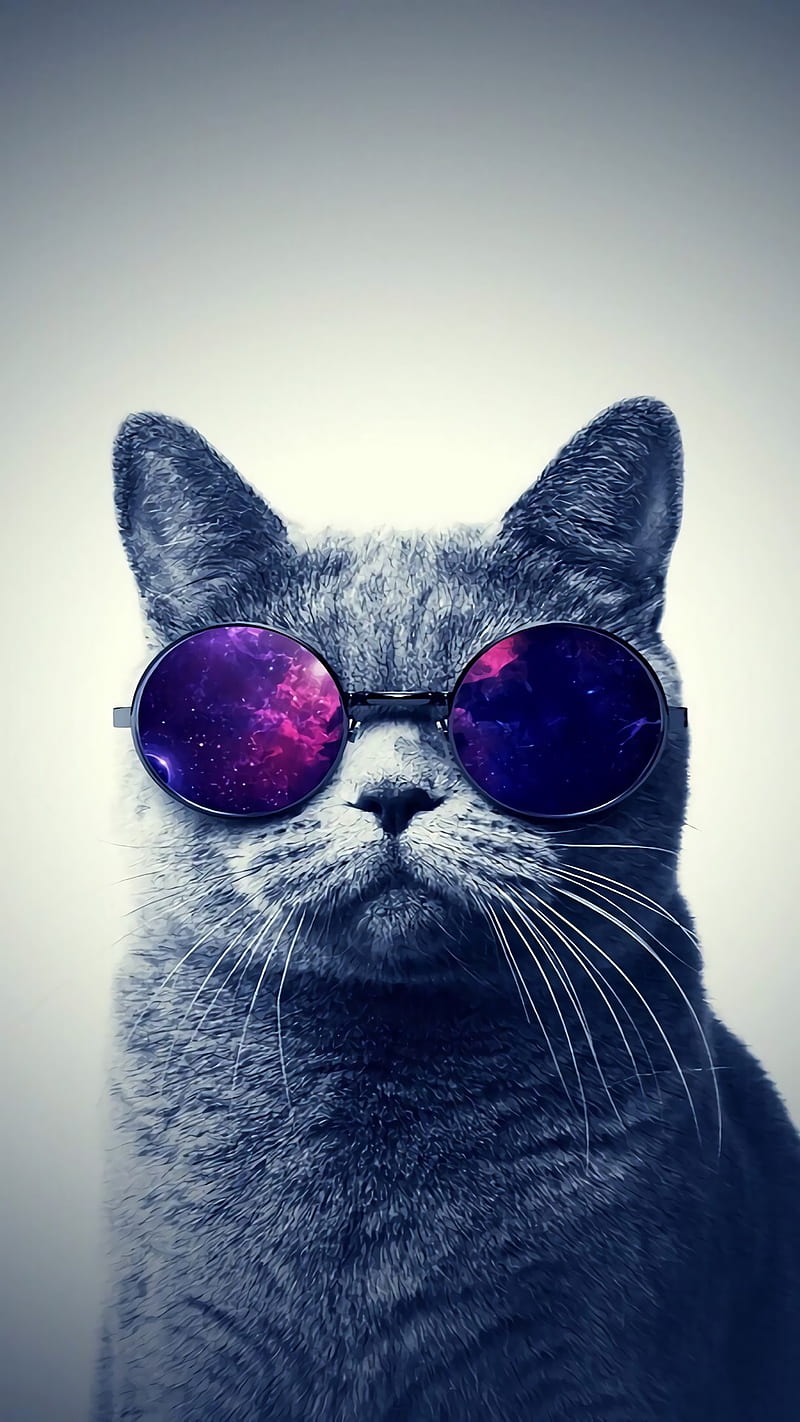 A cat wearing sunglasses with stars in the background - Cat