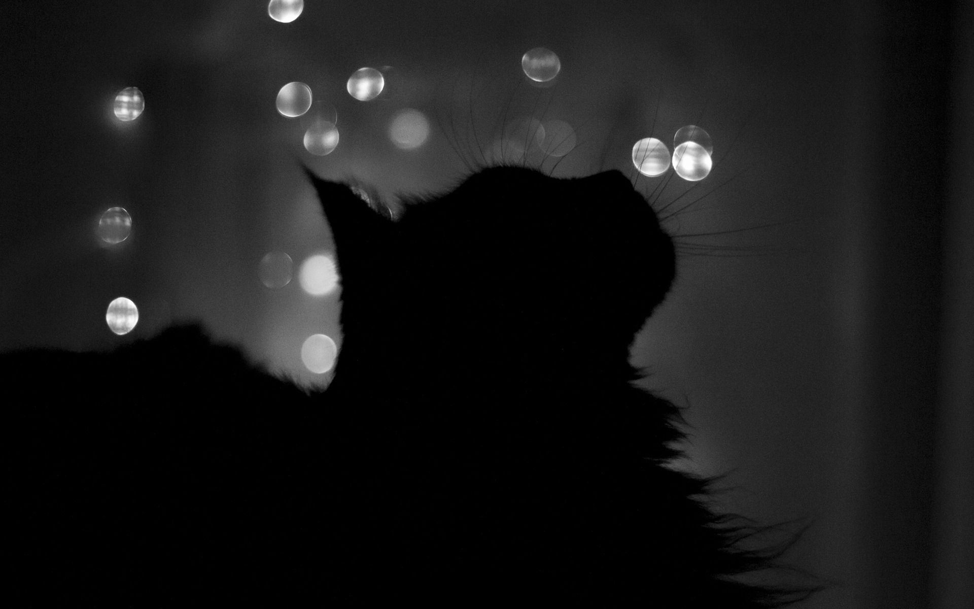 A cat is looking up at something in the dark - Cat