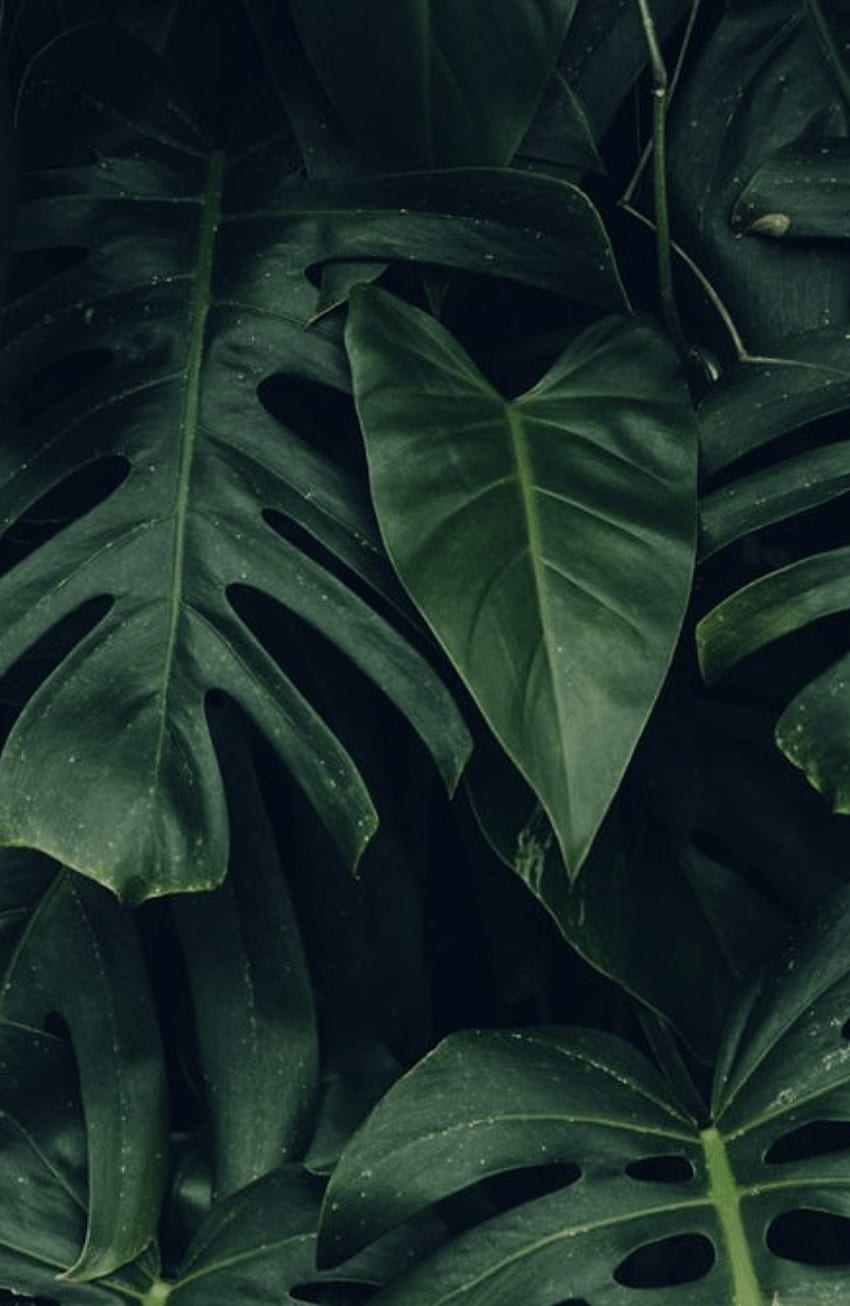 A photo of green leaves against a black background. - Leaves, tropical, Hawaii
