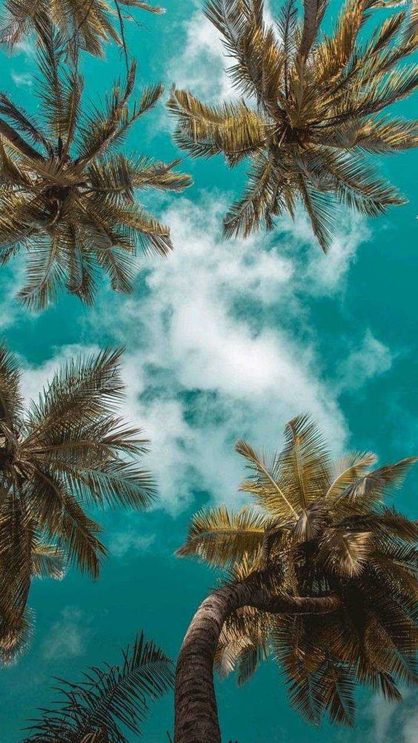 aesthetic palm tree HD wallpaper