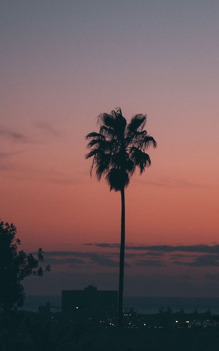 HD wallpaper: silhouette photography of coconut palm tree, plant, arecaceae