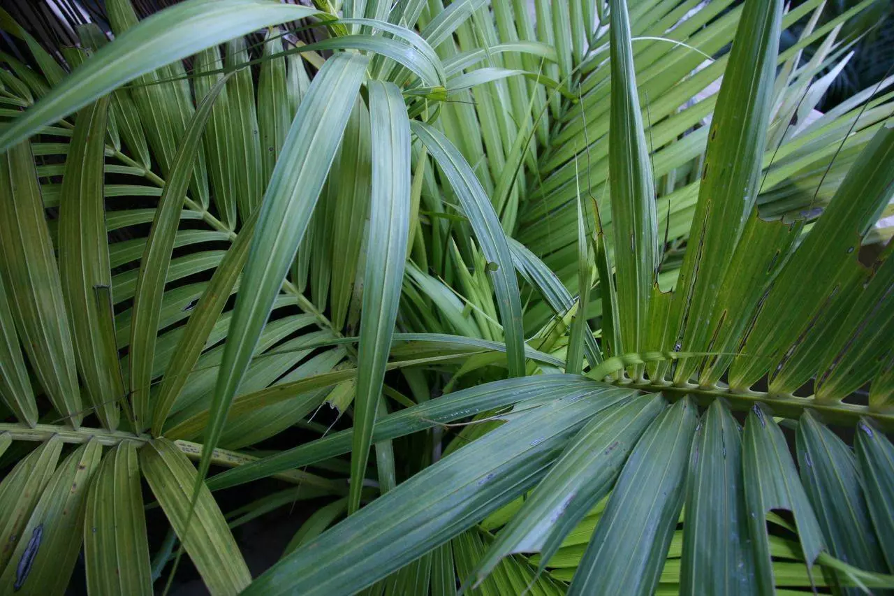 A large green plant with long leaves. - Plants