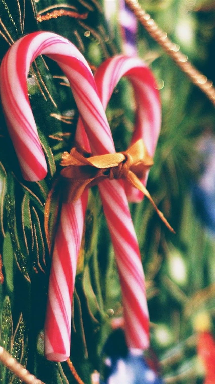 A pair of candy canes are tied with a gold ribbon and hang from a tree. - Candy cane