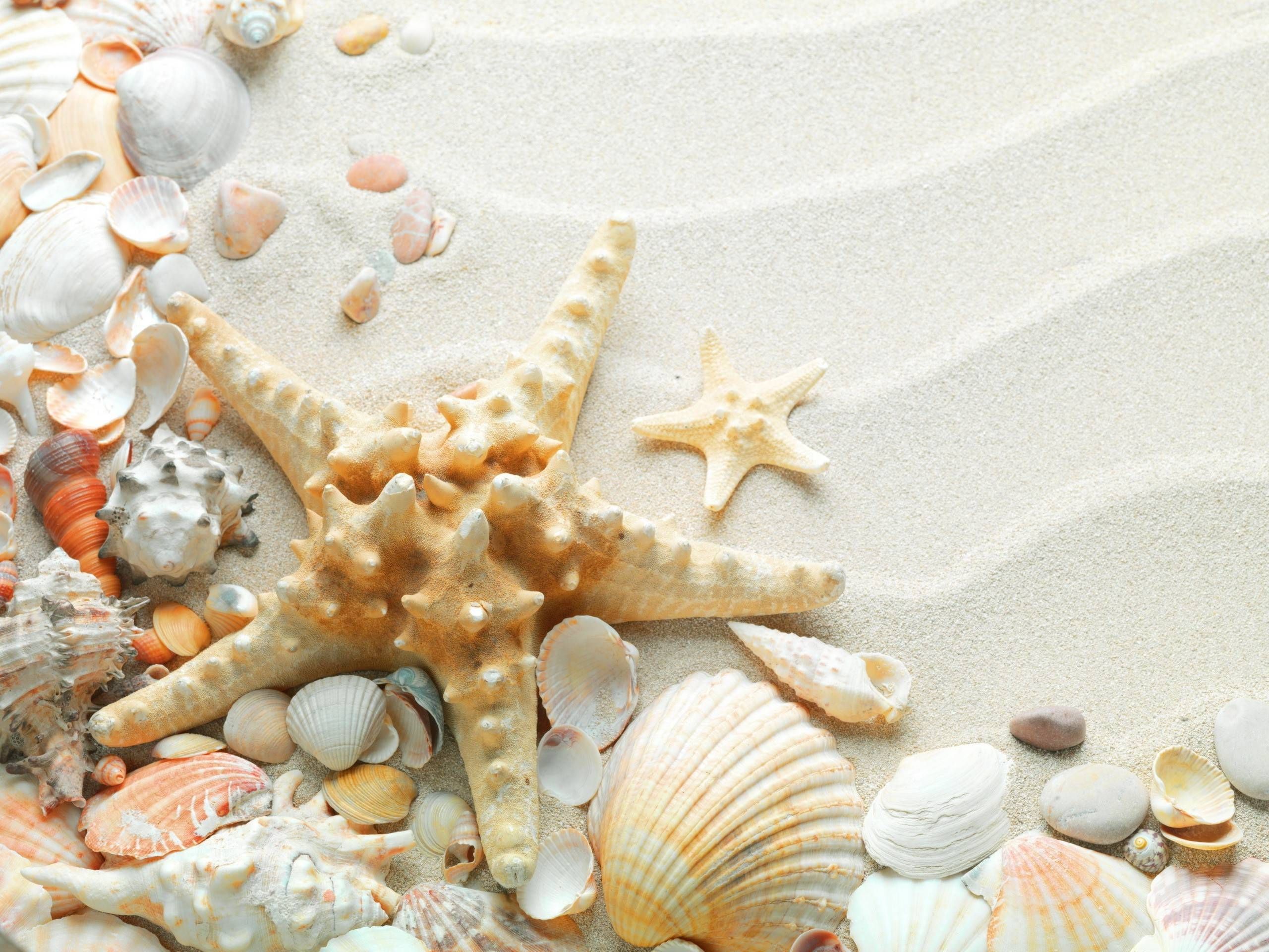 Sea shells, Shells and sand, Sea decor