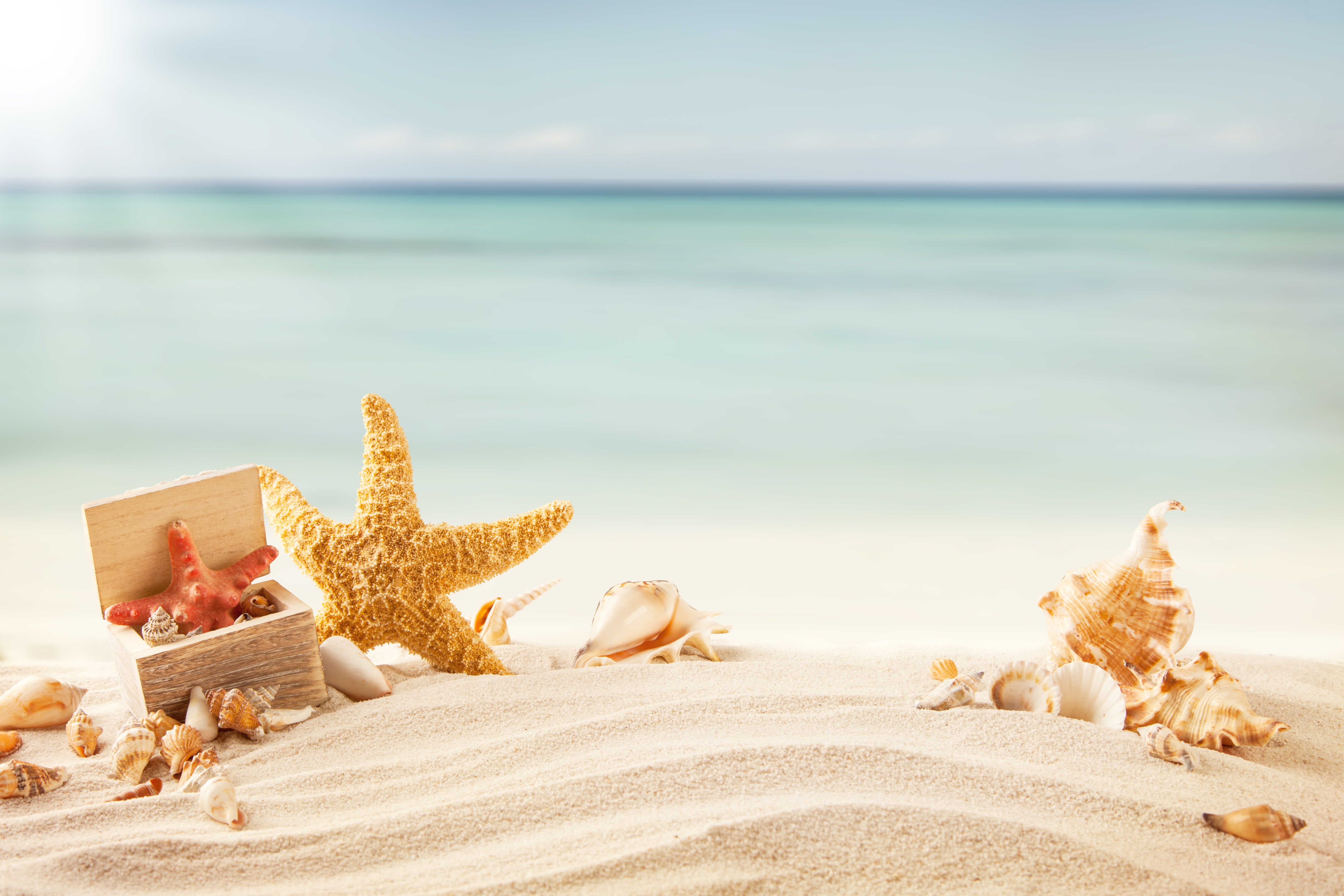 brown starfish #sand #sea #beach #tropics #shell #starfish K #wallpaper #hdwallpaper #desktop. Summer background, Sea shells, Summer beach vacations
