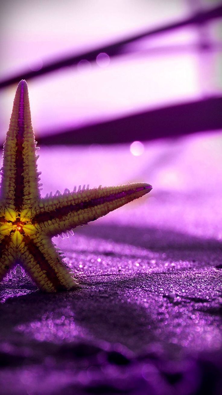 A purple starfish on the beach - Starfish