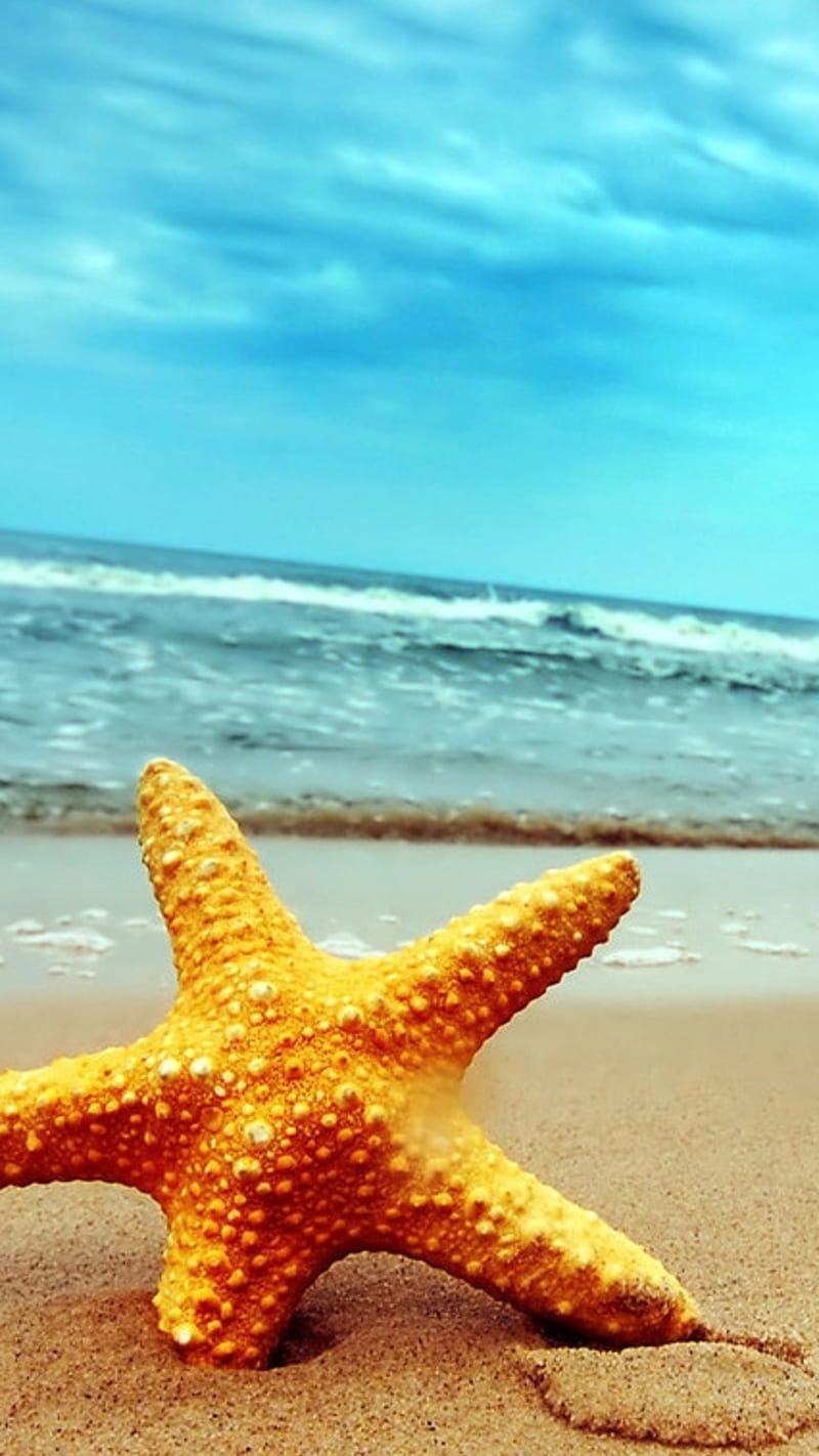 Star fish, star fish, aquatic, water, beach, sky, HD phone wallpaper