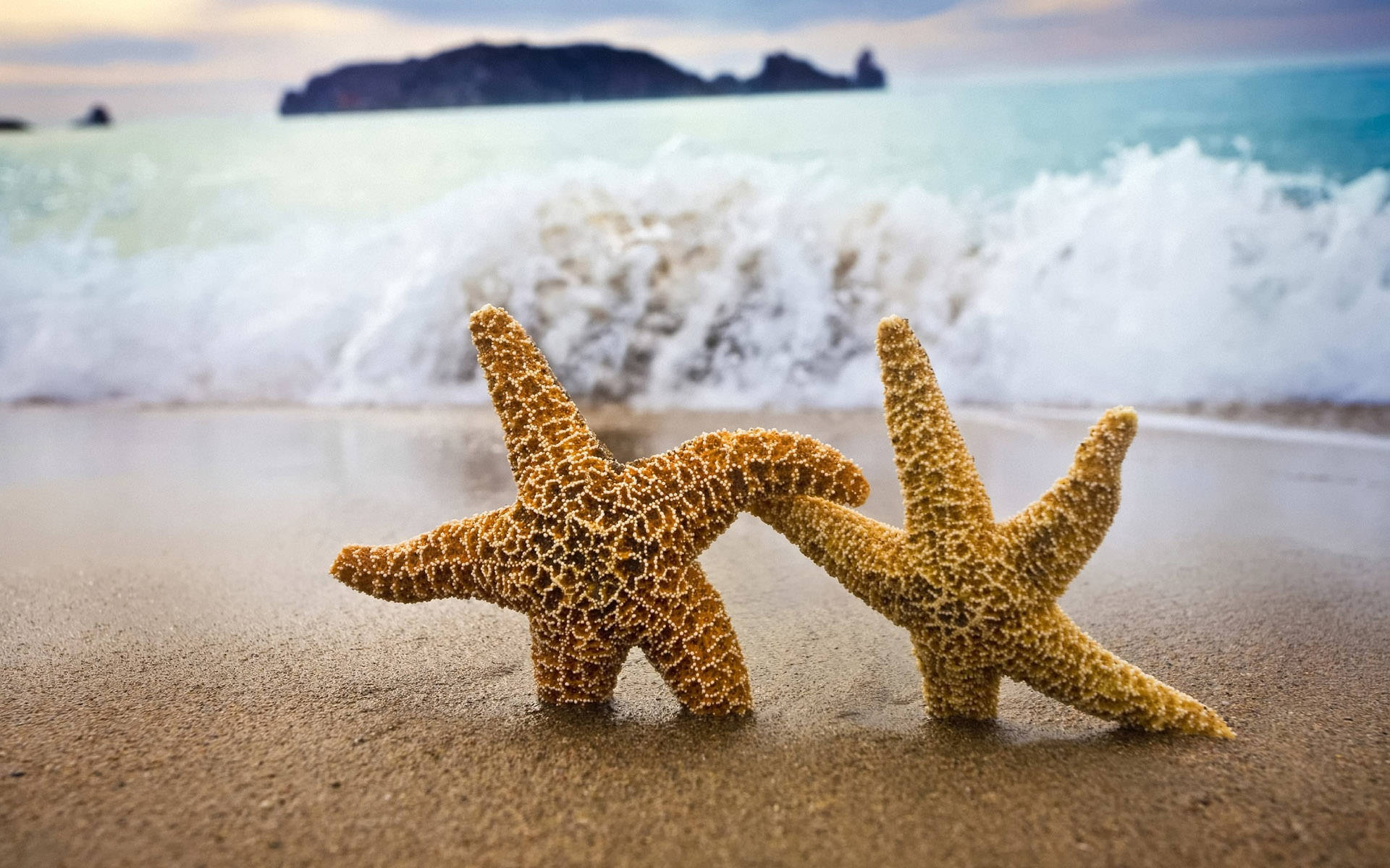 Download Two Starfish And Ocean Waves Wallpaper