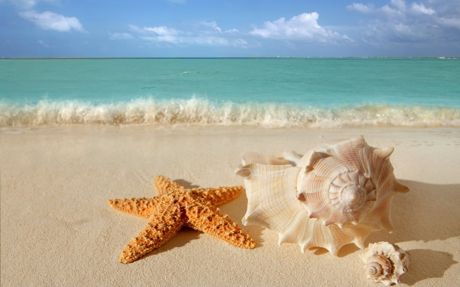 Free download starfish seashells beach sand wallpaper View All [1600x1000] for your Desktop, Mobile & Tablet. Explore Beach Themed Background. Christmas Themed Background, Christian Themed Wallpaper, Beach Themed Wallpaper