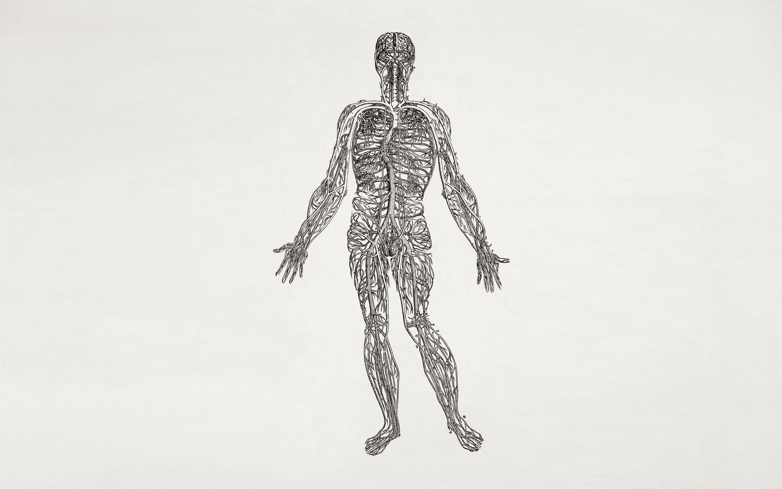 Three brown illustrations, anatomy, muscles, medicine HD wallpaper