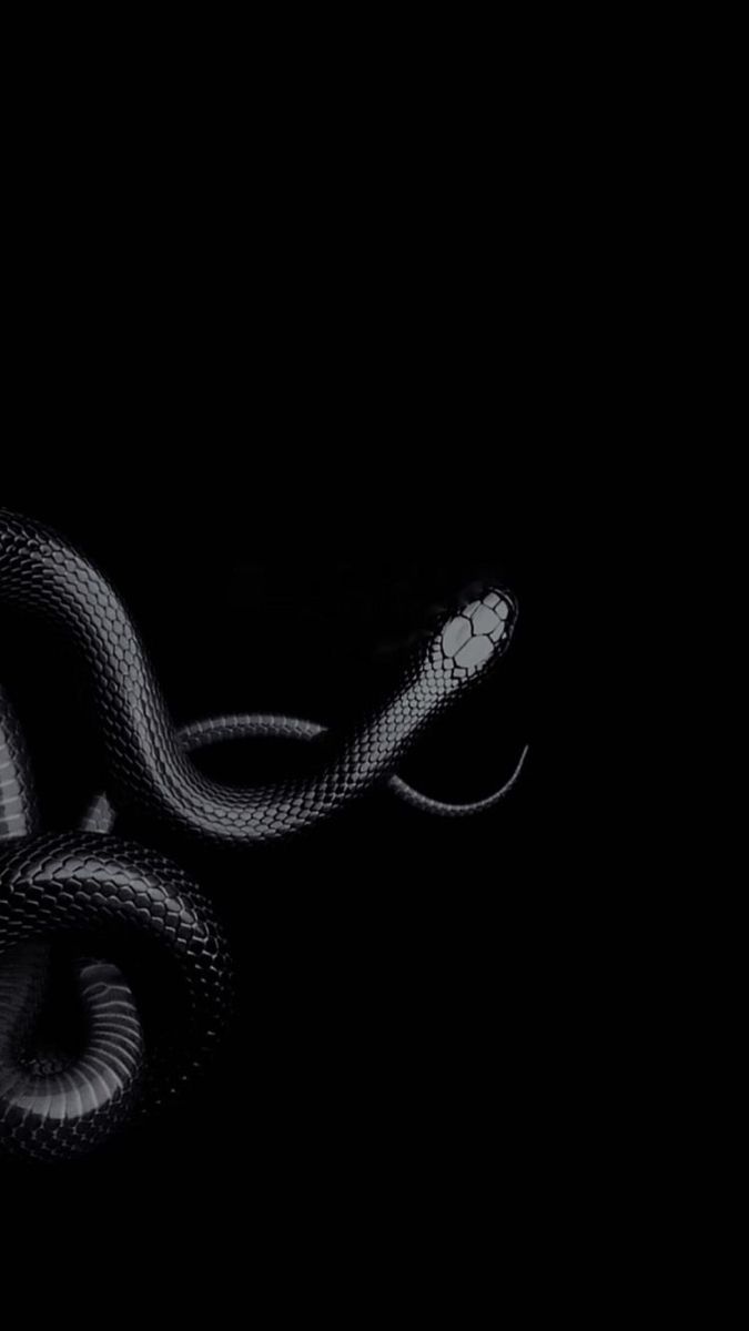 Black snake wallpaper for iPhone and Android. You can use this wallpaper for your iPhone X, iPhone XS, iPhone XR, iPhone 11, iPhone 11 Pro, iPhone 11 Pro Max, Samsung Galaxy S10, Galaxy S10 Plus, Galaxy S10e, Google Pixel 3, Pixel 3XL, LG G7, G8, and other smartphones. - Black, snake