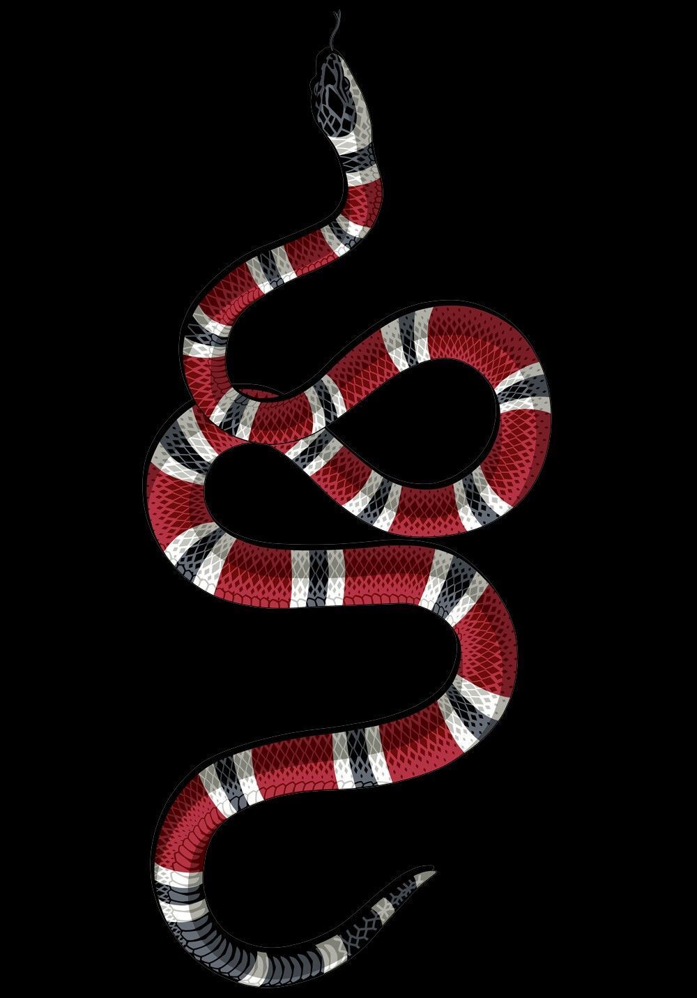 Red, black, and white snake on a black background - Snake