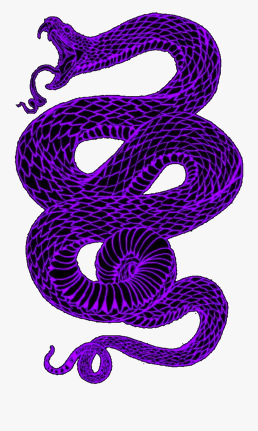 A snake with a purple color - Snake