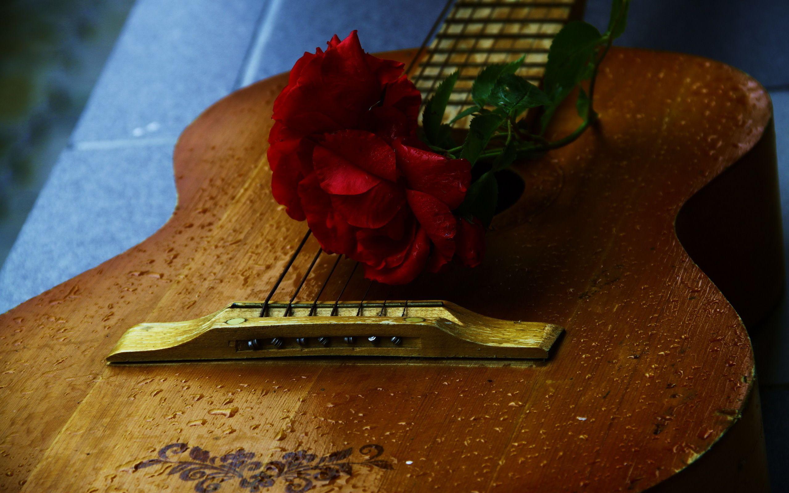 A rose is placed on top of an acoustic guitar - Guitar