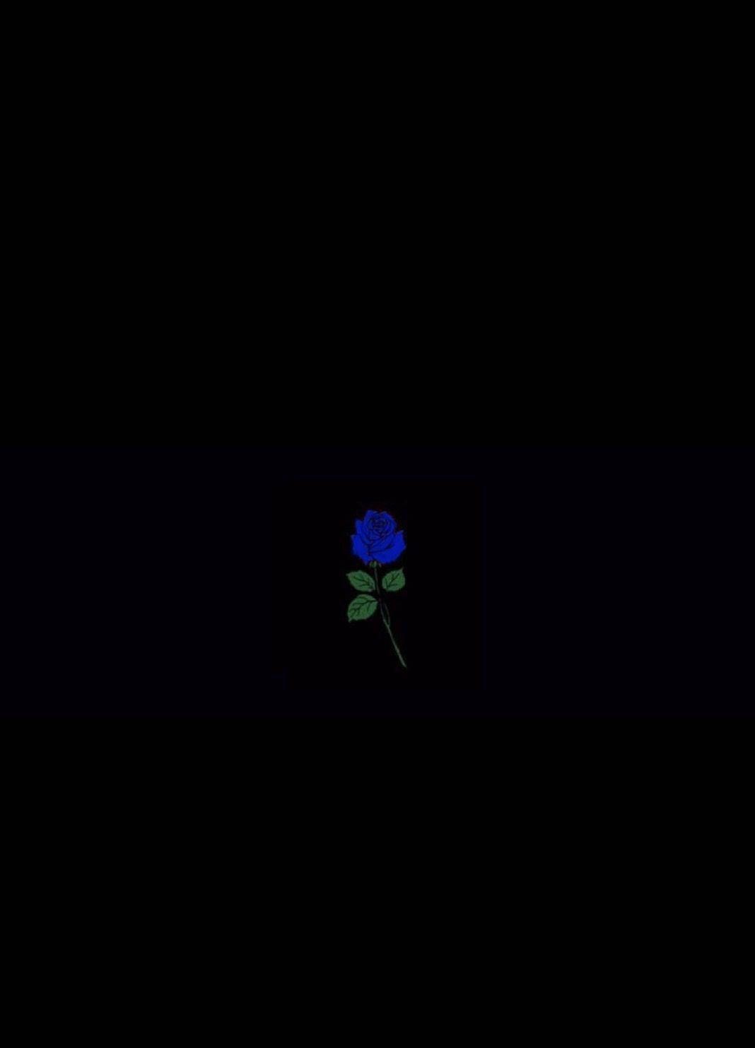 A blue rose on black background - Black