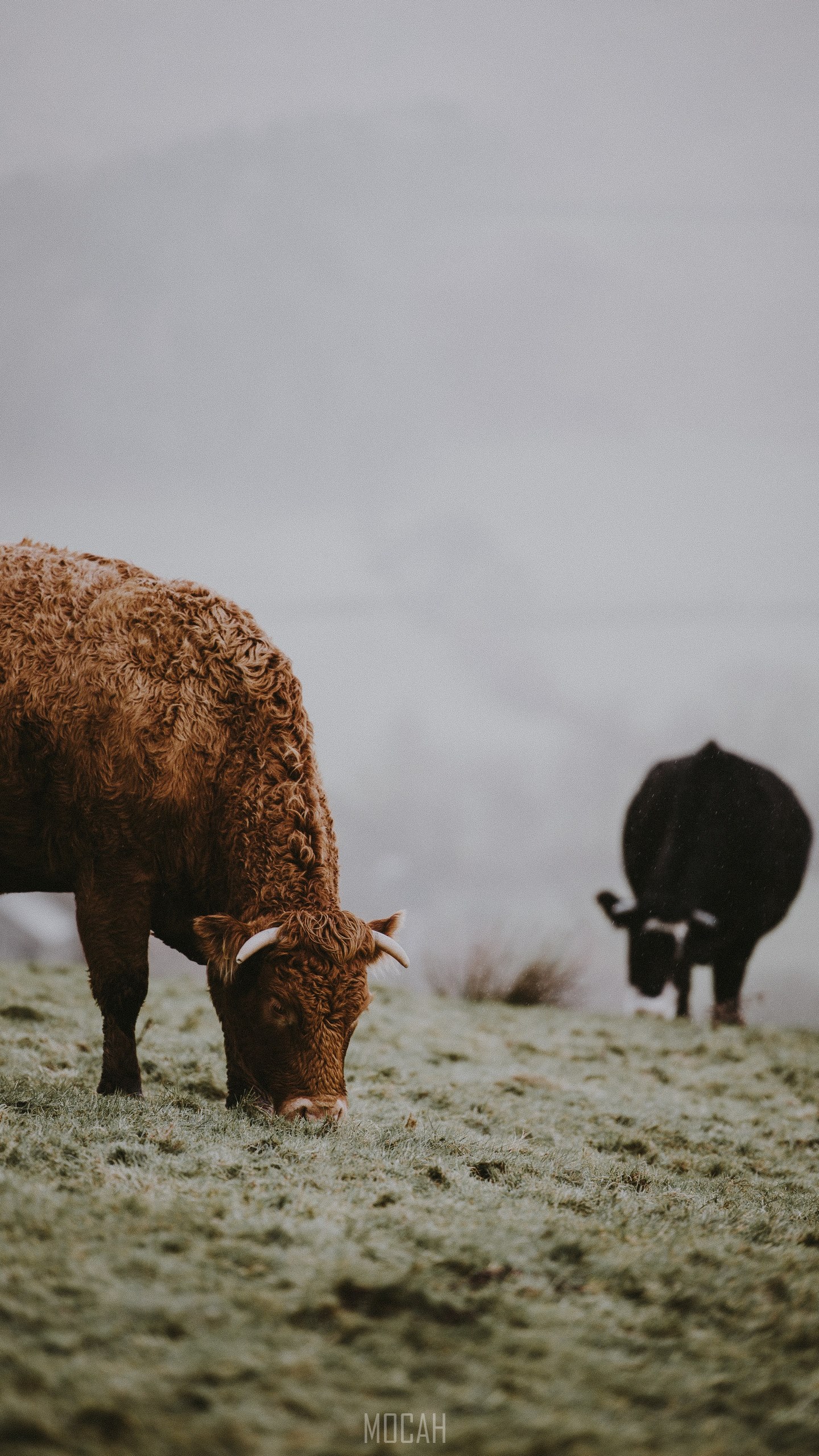 cattle grazing on a drizzly winter morning, HP Elite x3 wallpaper HD download, 1440x2560 Gallery HD Wallpaper