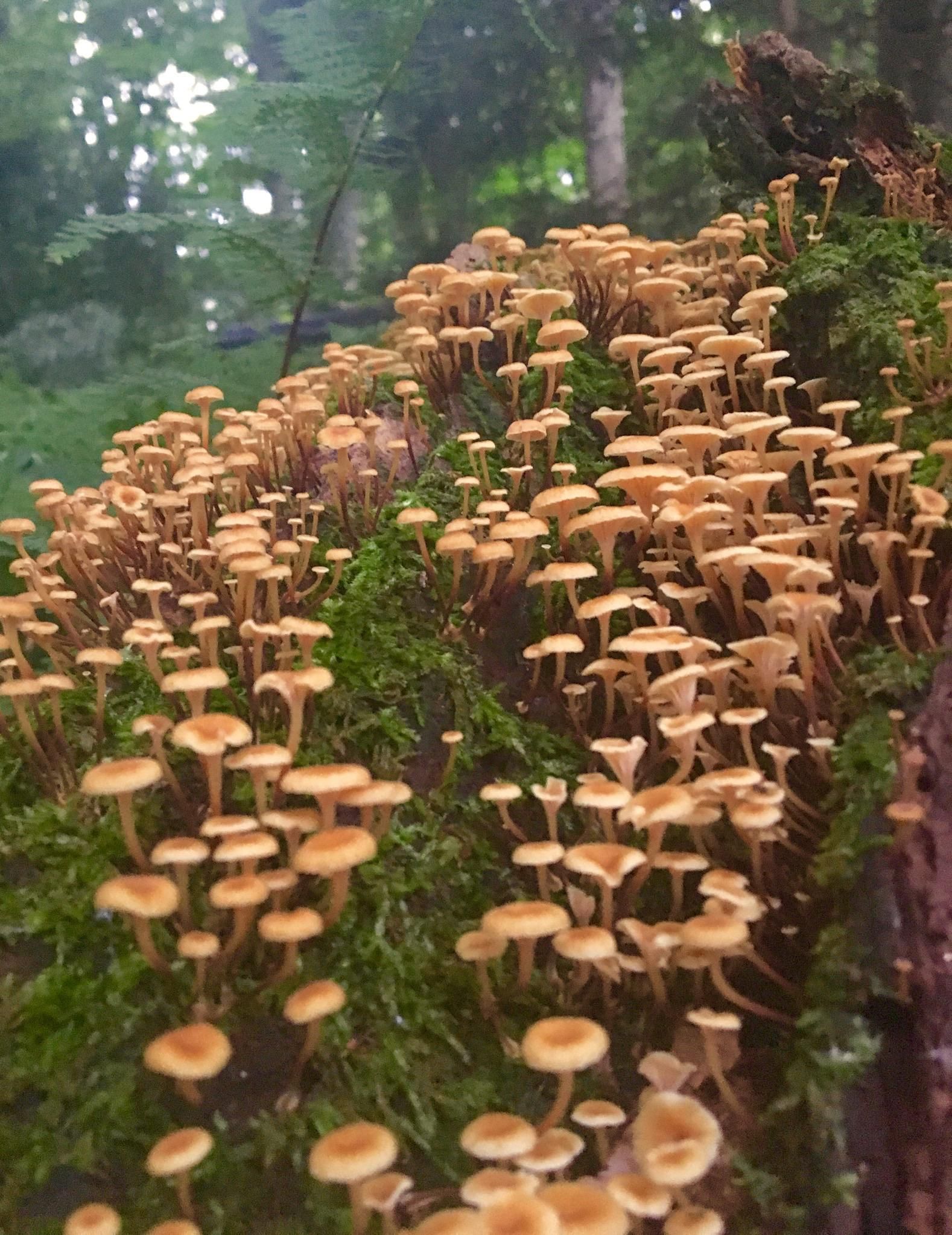 A group of mushrooms growing on top - Goblincore