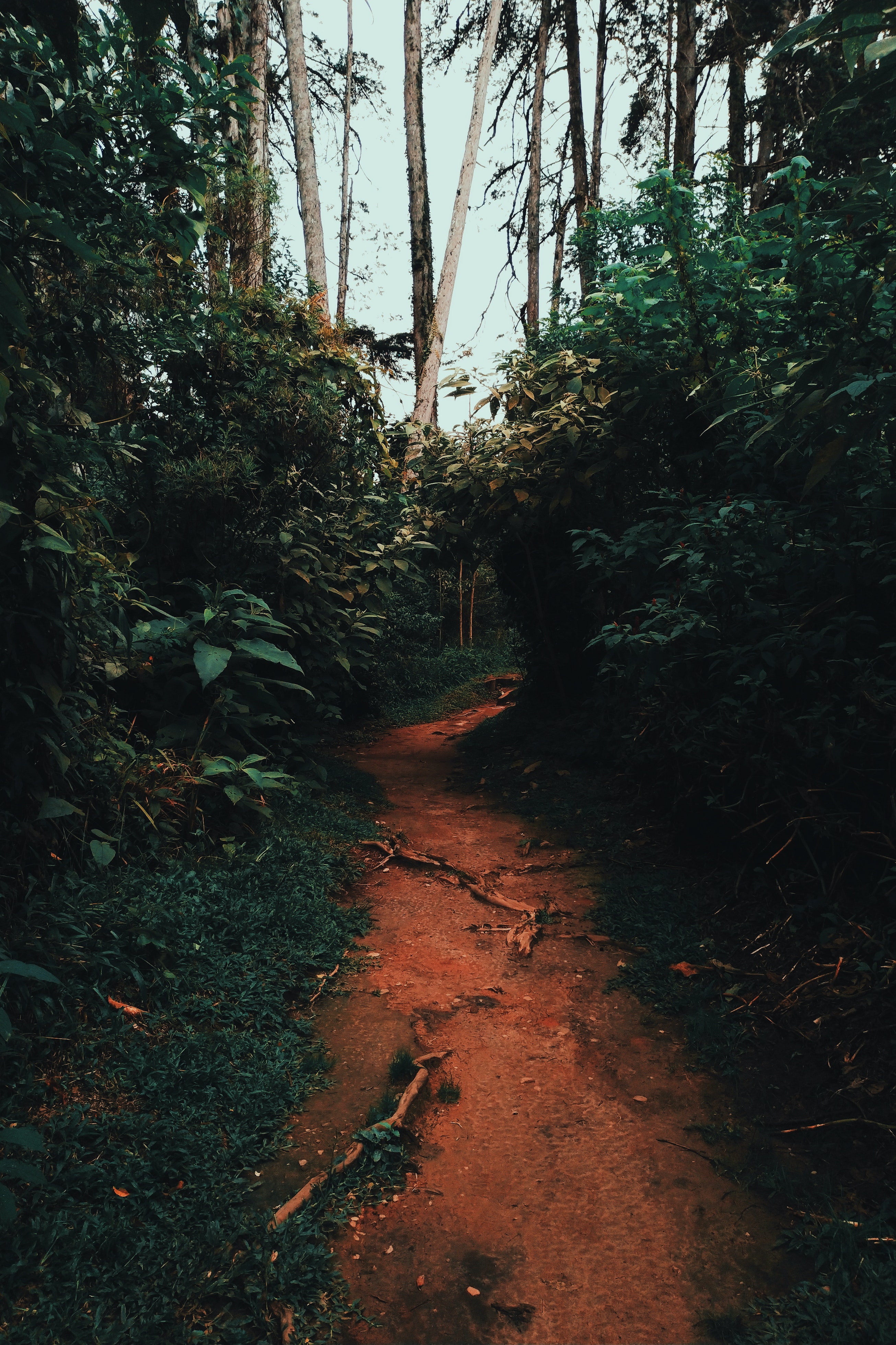 Forest Path Photo, Download The BEST Free Forest Path & HD Image