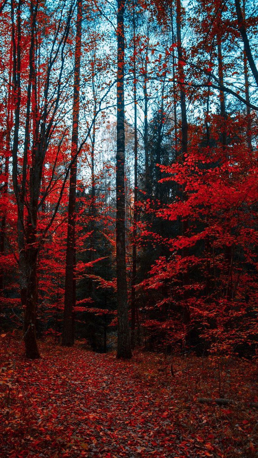 Red leaves on trees in the forest - Woods