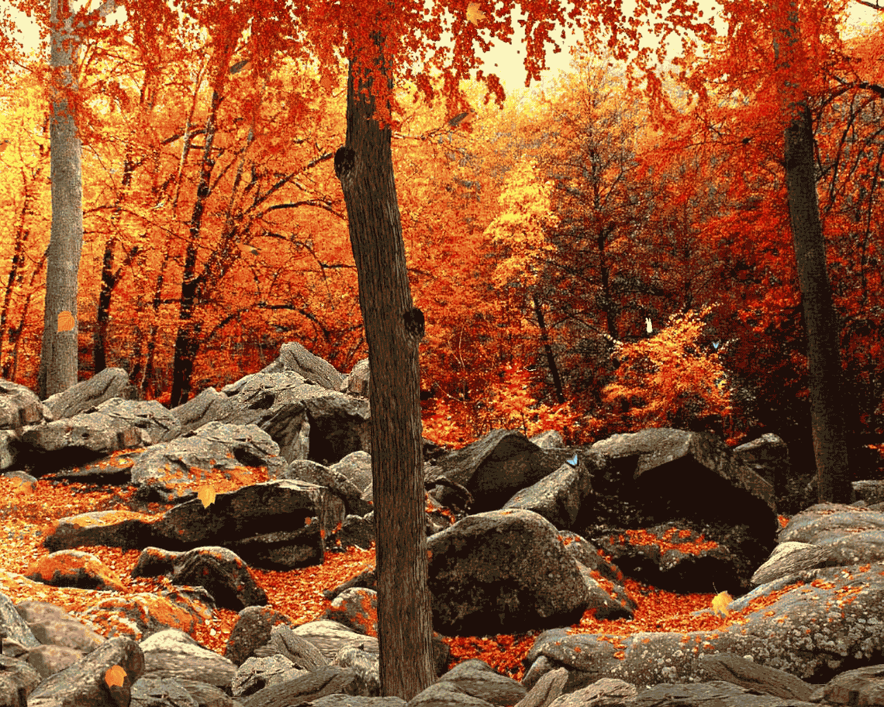 A tree surrounded by rocks and orange leaves. - Woods
