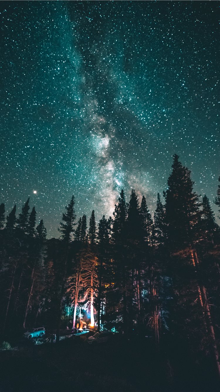 A night sky with stars and trees - Woods