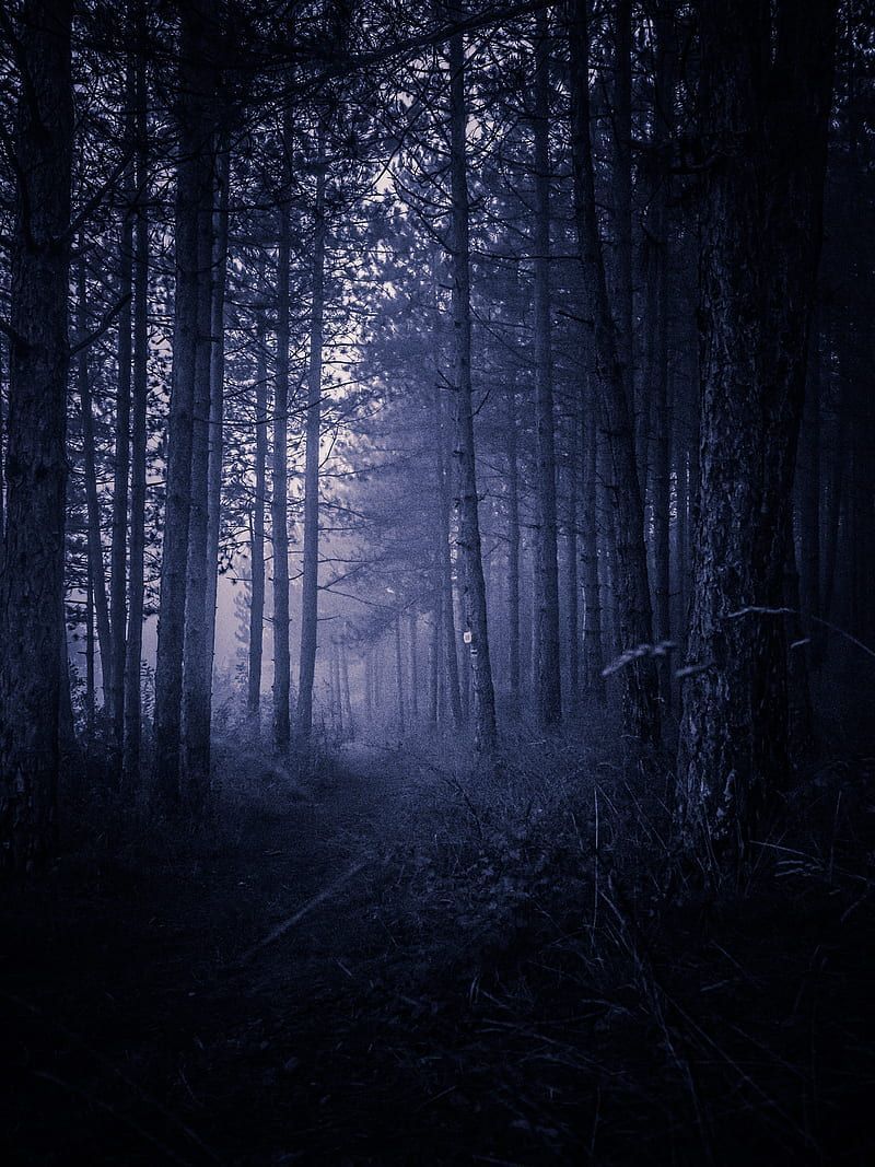 A dark forest with a path through it - Woods