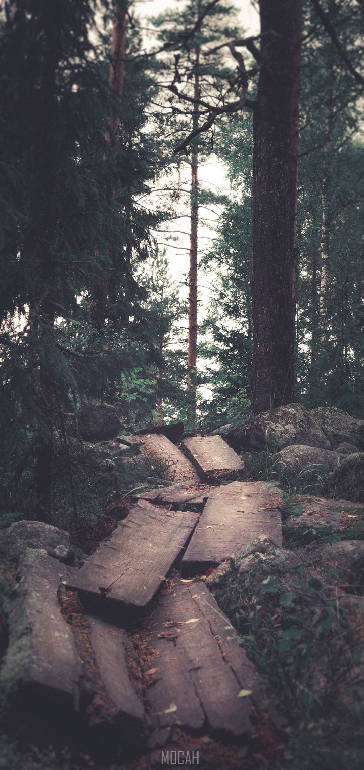 A forest trail with wooden planks leading over rocks - Woods