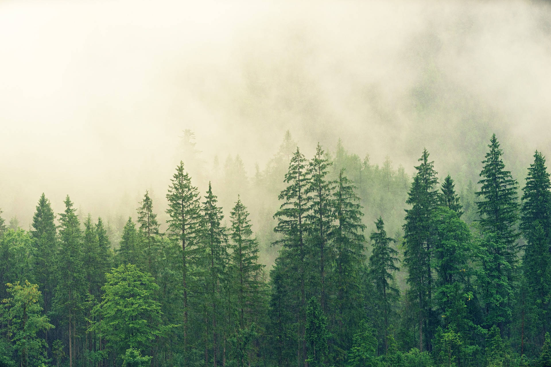 A forest of evergreen trees in the fog. - Woods
