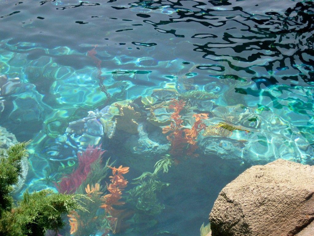 A large rock is in the foreground of a body of water with colorful plants and fish. - Mermaid